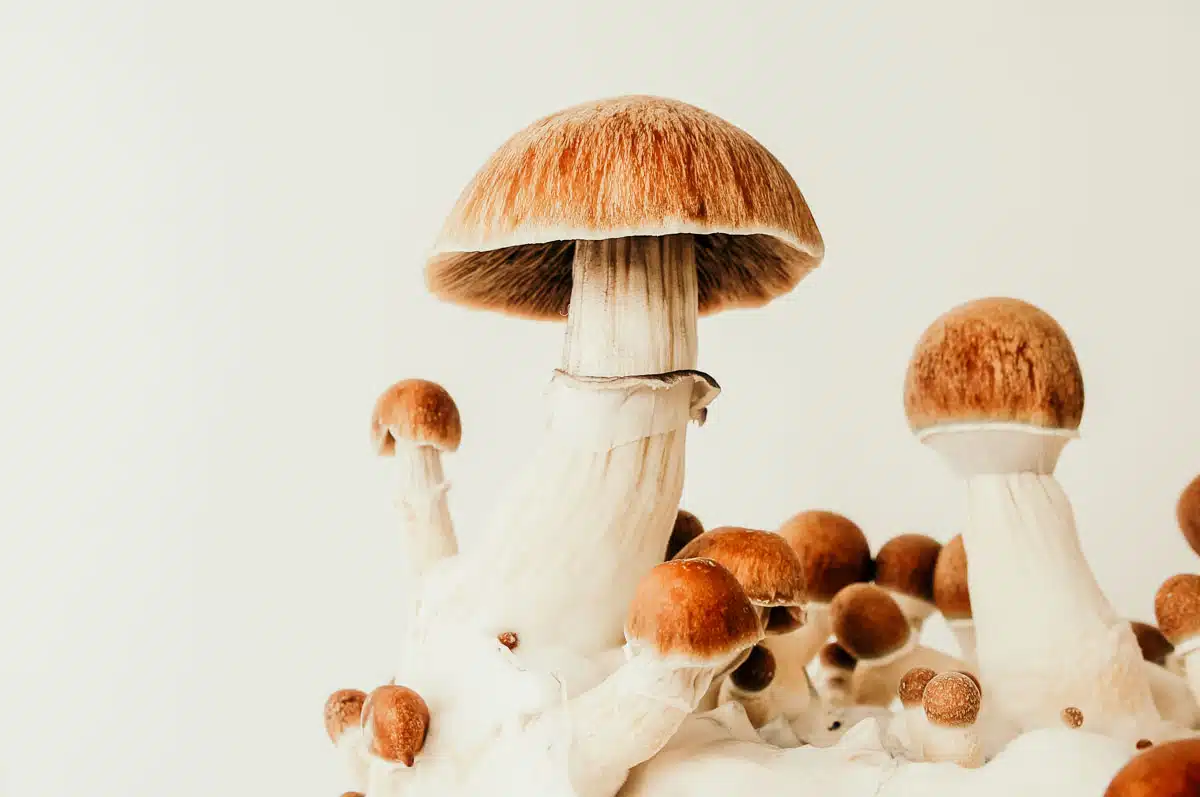 HALLU MUSHROOM CHOCOLATES